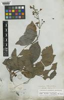 Isotype of Banisteria blanchetiana A.Juss. [family MALPIGHIACEAE]