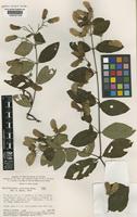 Type of Banisteriopsis calcicola B.Gates [family MALPIGHIACEAE]