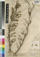 Type of Plectranthus floribundus N.E.Br. [family LABIATAE]