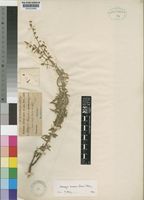 Type of Orthosiphon canescens Gürke [family LABIATAE]
