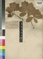 Ochna pulchra Hook.f. [family OCHNACEAE]