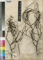 Viscum shirense Sprague [family VISCACEAE]