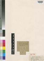 Type of Englerastrum gracillimum T.C.E.Fr. [family LABIATAE]