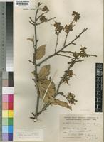 Holotype of Turraea zambesica Styles & F.White [family MELIACEAE]