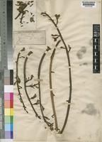 Turraeanthus africanus (Welw. ex C.DC.) Pellegr. [family MELIACEAE]