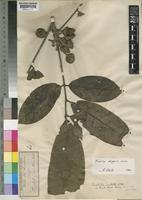 Type of Trichilia vestita C.DC. [family MELIACEAE]