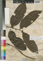 Holotype of Dichapetalum thomsonii (Oliv.) Engl. [family DICHAPETALACEAE]