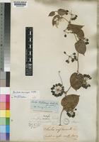 Isotype of Smilax anceps Willd. var. semiamplexicaulis Bojer [family SMILACACEAE]