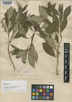 Type of Faramea stenocalyx Standl. [family RUBIACEAE]