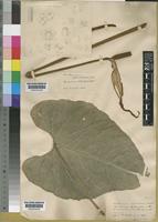 Type of Anthurium splendidum Hort.Bull [family ARACEAE]
