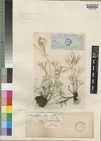 Actiniopteris australis in Global Plants on JSTOR