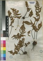 Isotype of Notholaena inaequalis Kunze [family ADIANTACEAE]