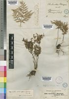 Aspidotis schimperi (Kunze) Pic.Serm. [family ADIANTACEAE]