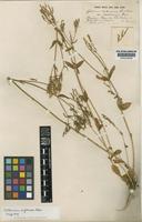 Centaurium umbellatum Gilib. [family GENTIANACEAE]
