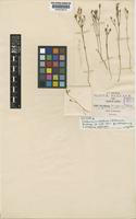 Isotype of Centaurium martinii C.R.Broome [family GENTIANACEAE]