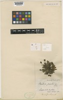 Isolectotype of Plantago picta Colenso [family PLANTAGINACEAE]