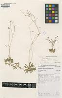 Isotype of Stylidium velleioides A.R.Bean [family STYLIDIACEAE]
