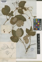 Type of Calceolaria sinclairii Hook. [family CALCEOLARIACEAE]