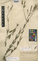 Isotype of Verbena chacensis Moldenke [family VERBENACEAE]