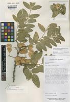 Isotype of Ateleia martinezii J.Linares [family LEGUMINOSAE-PAPILIONOIDEAE]
