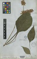 Type of Catoferia spicata (Benth.) Benth. [family LABIATAE]