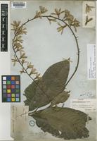 Lectotype of Petrea macrostachya Benth. [family VERBENACEAE]