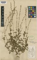 Pseudonemacladus oppositifolius (B.L. Rob.) McVaugh [family CAMPANULACEAE]