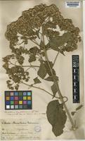 Kaunia longipetiolata (Sch.Bip. ex Rusby) R.M.King & H.Rob. [family COMPOSITAE]