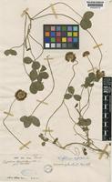 Trifolium repens L. [family LEGUMINOSAE-PAPILIONOIDEAE]
