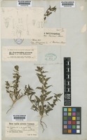 Thuspeinanta persica (Boiss. ex Benth.) Briq. [family LAMIACEAE]