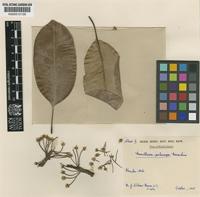 Isotype of Manilkara pubicarpa Monach. [family SAPOTACEAE]
