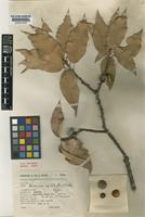 Holotype of Quercus apiophylla E.F.Warb. [family FAGACEAE]