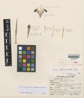 Holotype of Iris zagrica B.Mathew & Zarrei [family IRIDACEAE]