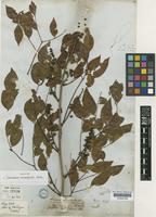 Holotype of Leucaena macrophylla Benth. [family LEGUMINOSAE-MIMOSOIDEAE]