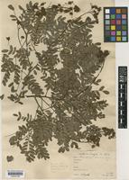 Albizia decandra (Ducke) Barneby & J.W.Grimes [family LEGUMINOSAE-MIMOSOIDEAE]