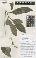 Isotype of Angostura alipes Kallunki [family RUTACEAE]
