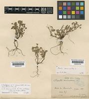 Oxalis corniculata L. var. villosa (M.Bieb.) Hohen. [family OXALIDACEAE]