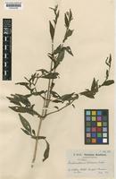 Pseuderanthemum congestum unrecorded [family ACANTHACEAE]