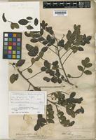 Syntype of Schinus terebinthifolius Raddi var. glazioviana Engl. [family ANACARDIACEAE]