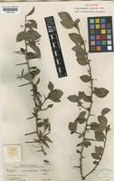 Holotype of Gymnosporia gracilis Loes. subsp. usambarensis Jordaan [family CELASTRACEAE]