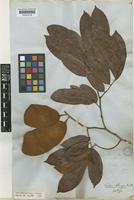 Isotype of Crudia oblonga Benth. [family LEGUMINOSAE-CAESALPINIOIDEAE]