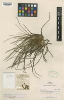 Isotype of Isoetes smithii H.P.Fuchs [family ISOETACEAE]