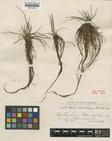 Type of Isoetes tuerckheimii Brause [family ISOETACEAE]