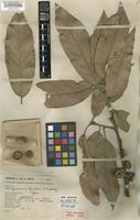 Holotype of Quercus hintonii E.F.Warb. [family FAGACEAE]