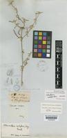 Holotype of Telanthera nodifera Moq. [family AMARANTHACEAE]