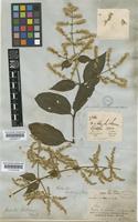 Hebanthe hookeriana Hemsl. [family AMARANTHACEAE]