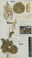 Iresine herbstii Hook. [family AMARANTHACEAE]