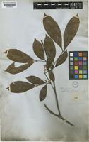 Matayba inelegans Radlk. [family SAPINDACEAE]