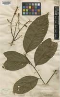 Matayba adenanthera Radlk. [family SAPINDACEAE]