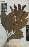 Matayba glaberrima Radlk. [family SAPINDACEAE]